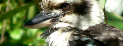 Kookaburra