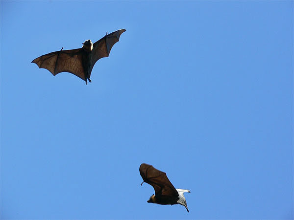 Flying Foxes