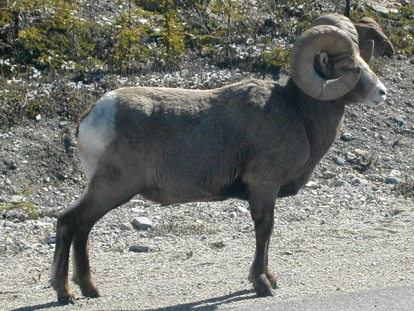 Big Horn Sheep