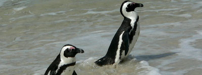 Boulders Beach