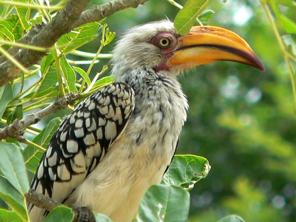 Hornbill