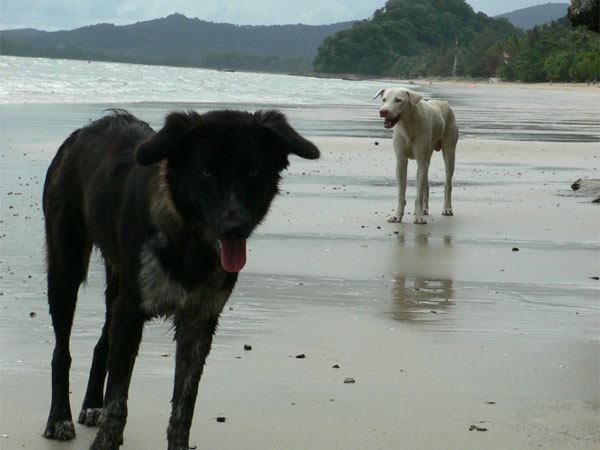 Beach Dogs