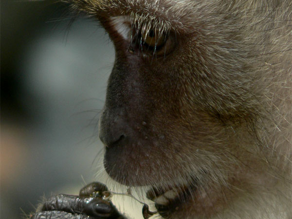 Long-Tailed Macaque