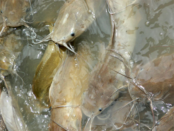 Catfish