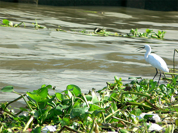 Egret