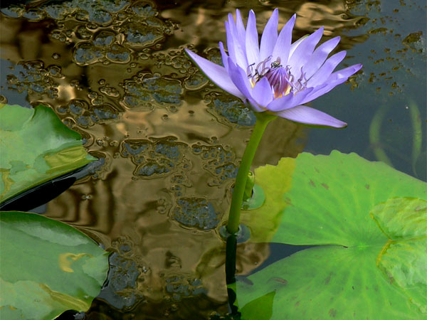Water Lily