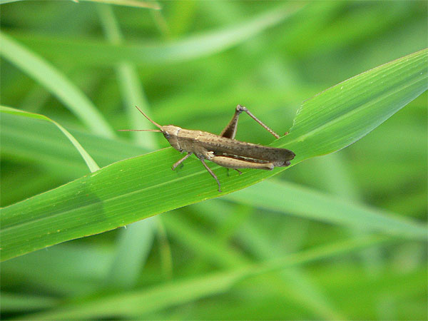 Grasshopper