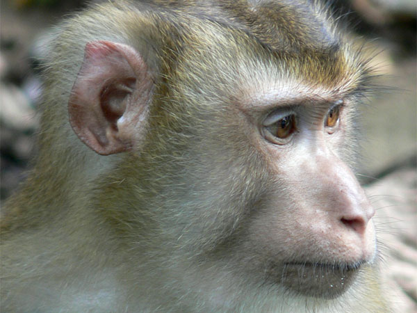Pig-Tailed Macaque
