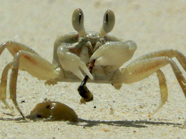 Krabi Crab