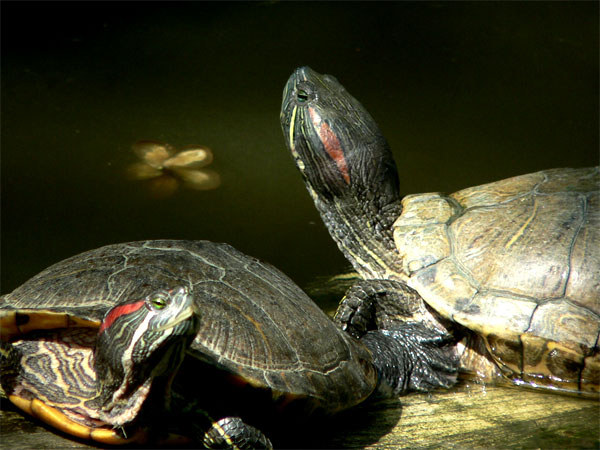 Terrapins