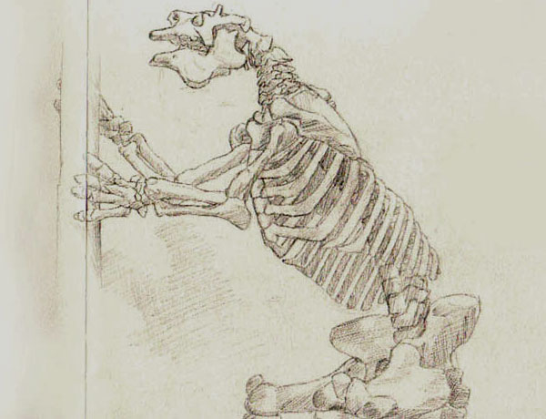 Giant Ground Sloth