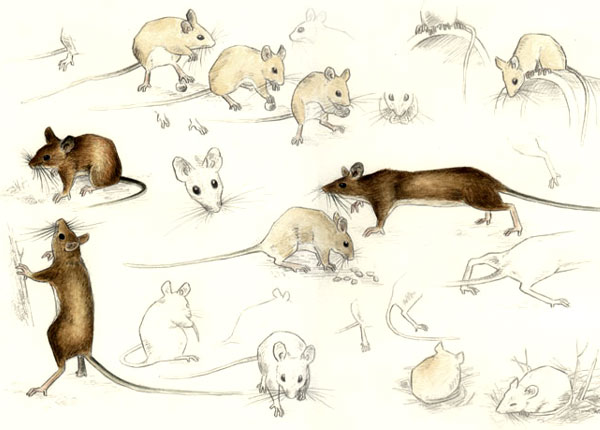 Wood Mouse